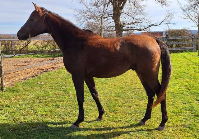 3ans entier top origine endurance 