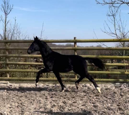 Beau Poulain Selle Français de Dressage