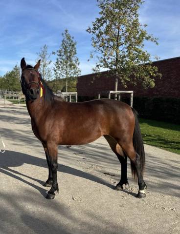 Poney Connemara femelle baie 3 ans
