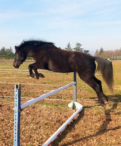 Poney demi sang Shagya 