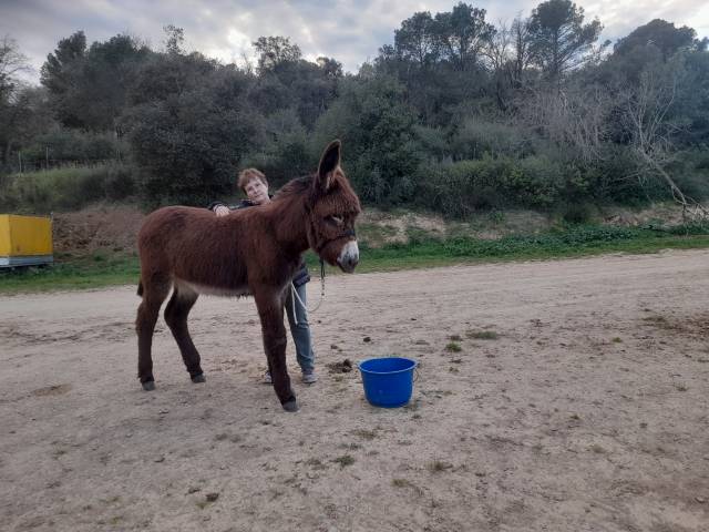 Je vends une ânesse catalane « Gala-AV » 