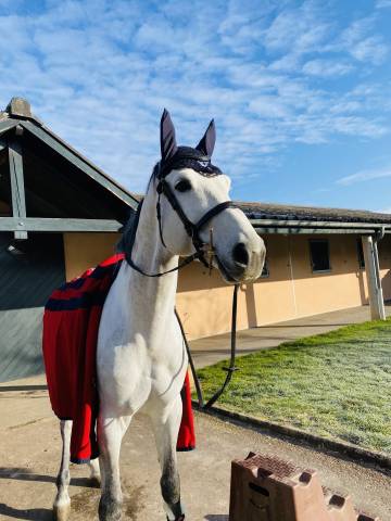 Cheval à vendre cso 