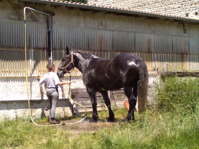 JUMENT PERCHERONNE ATTELAGE