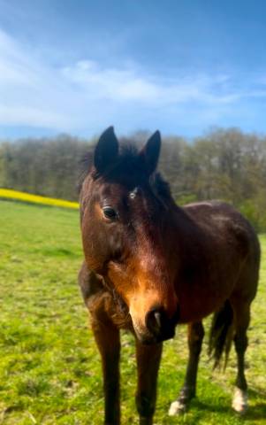 Cheval de 12 ans 