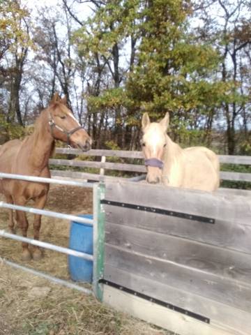 Pure Race Espagnol Alazan Pearl
