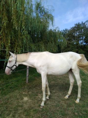 Pouliche Pure Race Espagnol Cremepearl gg 