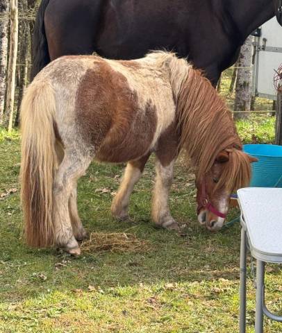 Poney