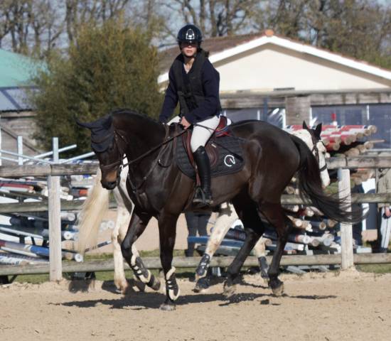 Hongre de 6 ans pour CSO ou CCE 