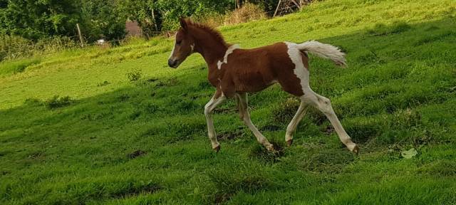 Ohana Crazy Horse - Welsh Partbred