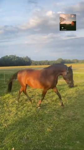 À vendre ponette D