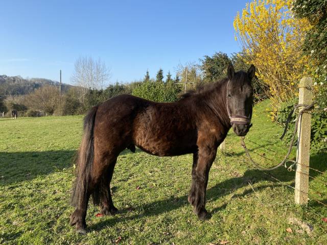 Top poney à vendre 