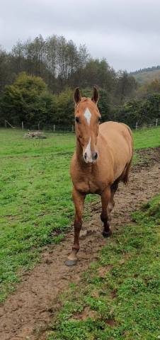 Cheval Akhal teke 