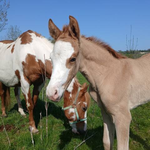 Pouliche Paint Horse