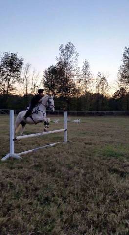 Cheval gentille à vendre 