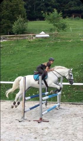 Cheval gentille à vendre 