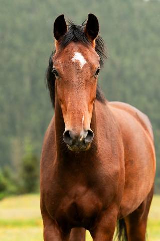 Riante, jument de dressage de 4 ans