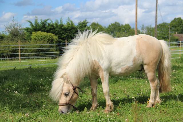Shetland Plein Papier Pie Palomino