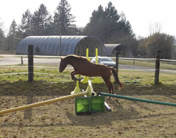 Double poney New Forest 4 ans 