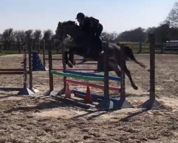Jument de 4 ans 