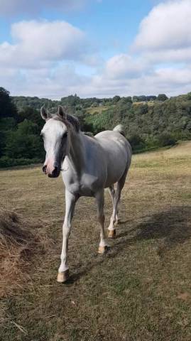 Pur sang arabe 10 ans à vendre