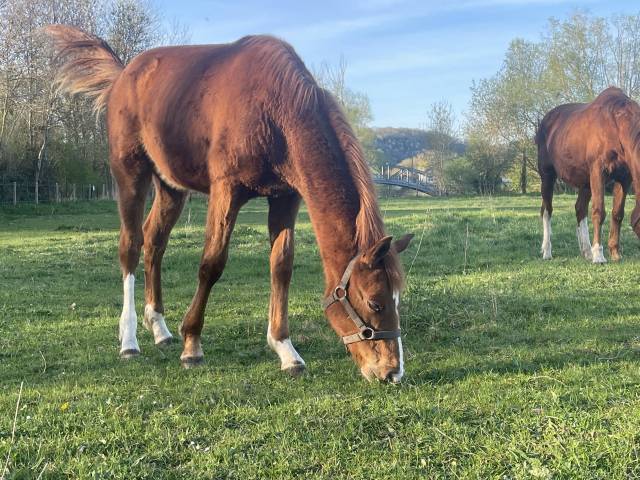 Poulain SF  Cornet du lys 2024 1 ans 