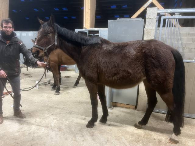 trotteuse 9 ans à vendre 