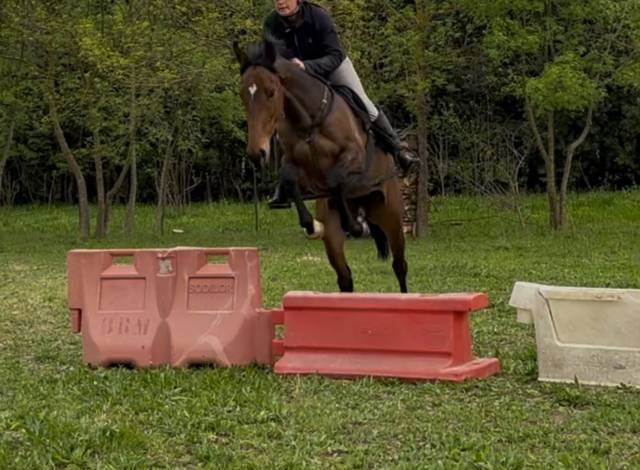 Jument 3 ans pp assurance vie 