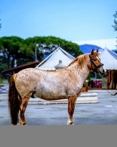 À vendre : un magnifique poney !