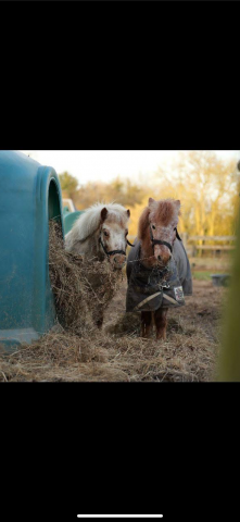 Shetlands 