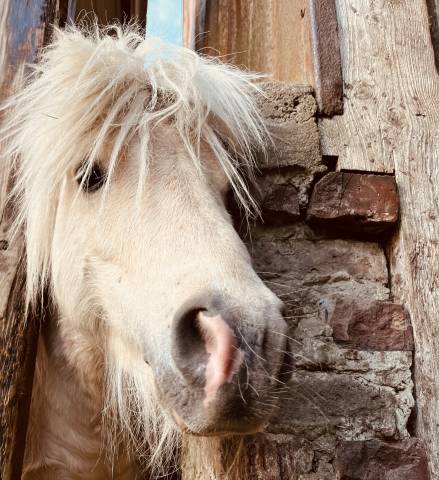 Saillie poney shetland plein papier