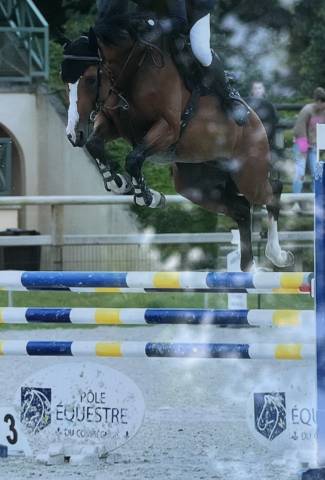 Selle français 6 ans top amateur 