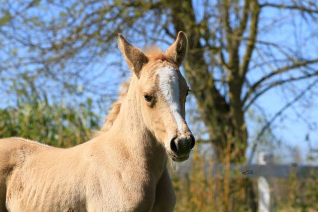Pouliche palomino sport 