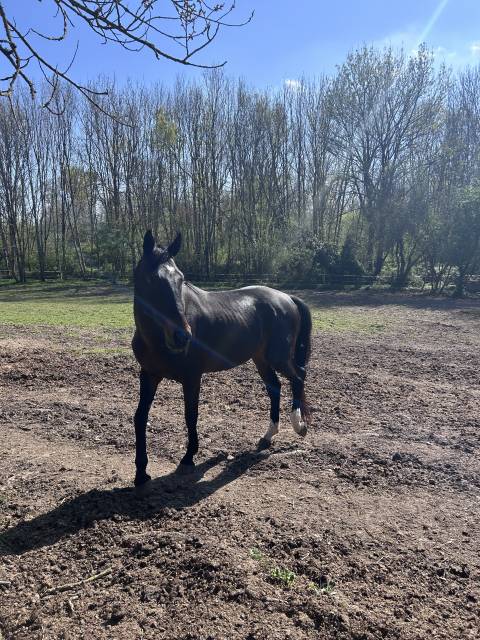 À VENDRE : Trotteur Français Prometteur