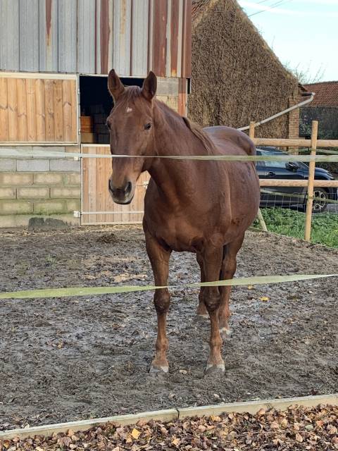 A vendre – Poulinière confirmée de 11 ans