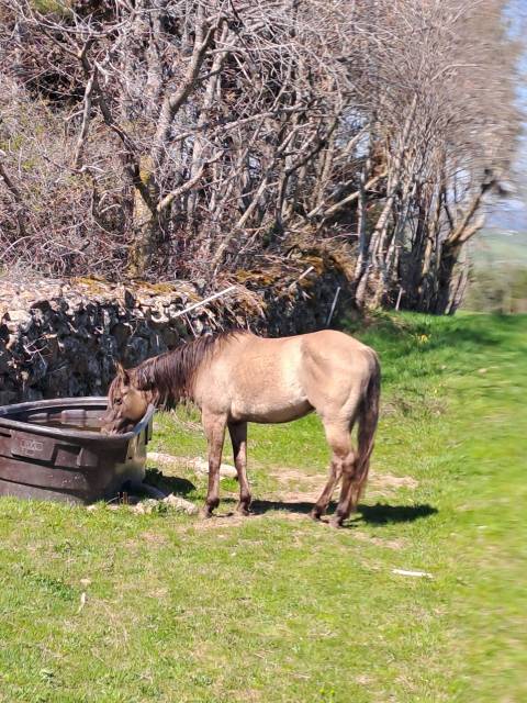 Jument PP Quarter horse