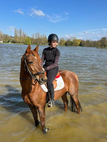 Cheval hongre docile 