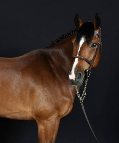Poney hors cote