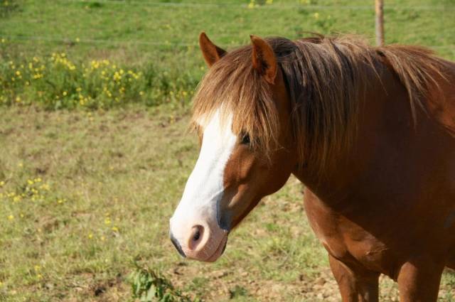 Poney B