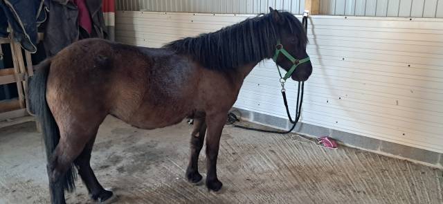 Poney b