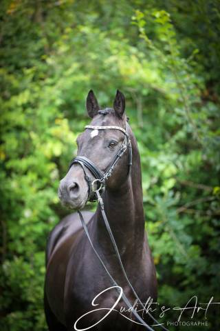 Le top de l'étalon poney de DRESSAGE : UNDER COVER FAST