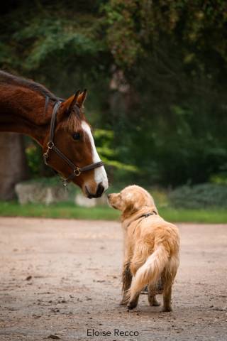 Plusieurs chevaux à vendre 