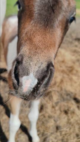 Poney c pfs pie léopard 