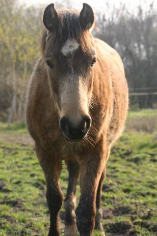 Pouliche pfs isabelle léopard 