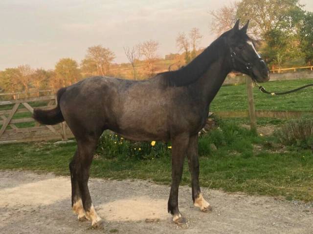 Hongre 1 an Huricane x Kannan x Le Tot de Semilly 