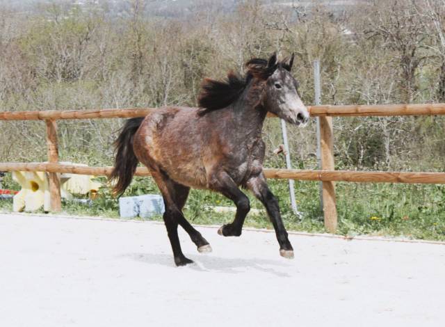 Magnifique ponette pleins papiers Connemara 