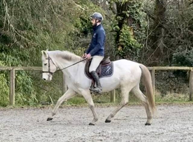 Hongre pur race espagnole PP