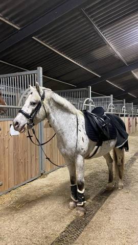 demi pension poney 