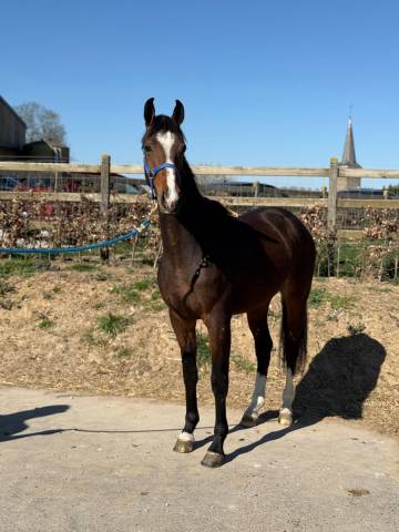 Hongre 3 ans - KWPN - 166