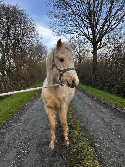 Vente poney welsh B