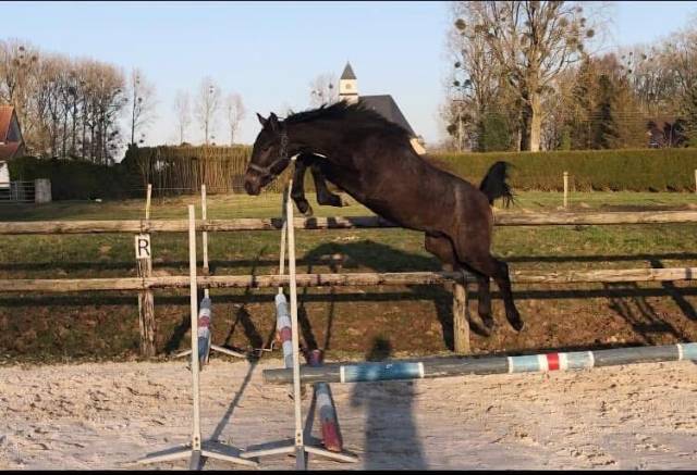 Poulain 1 ans a vendre 